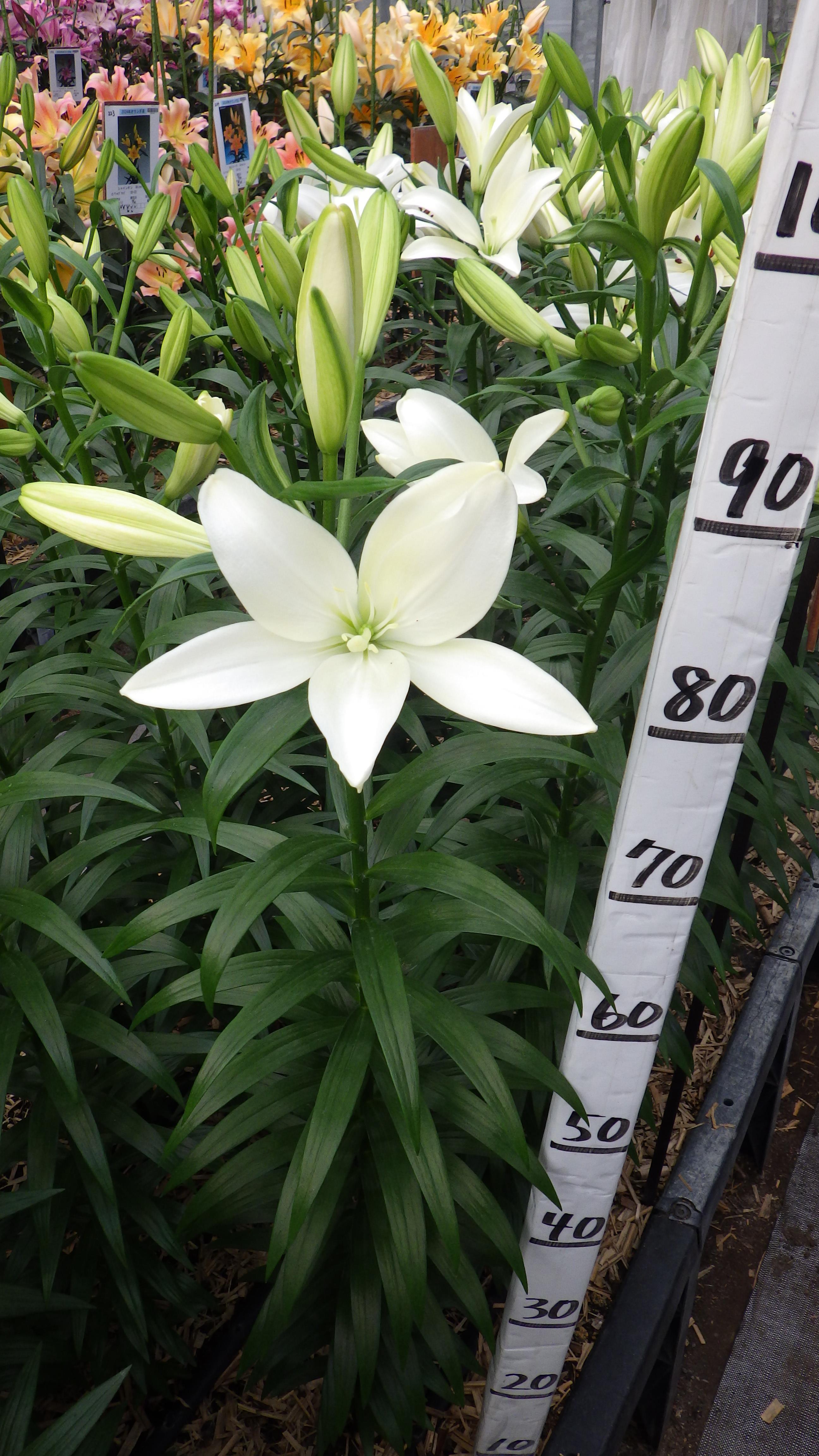 ホワイトココット(花粉無し)